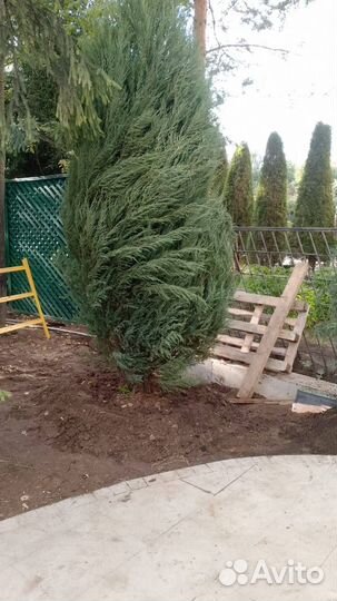 Можжевельник скальный