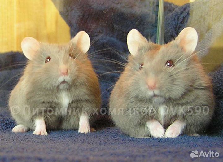 Хомячок, Новая клетка, Корм, Опилки + Доставка