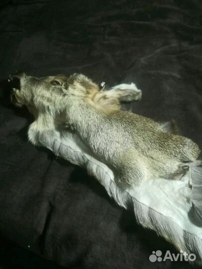 Выделка шкур любого животного