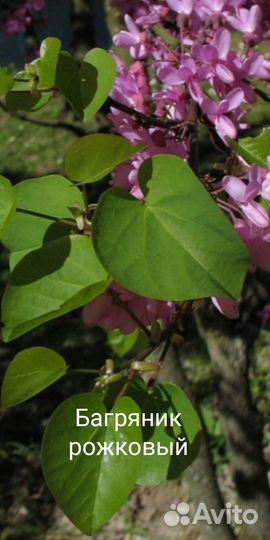 Семена Багрянника