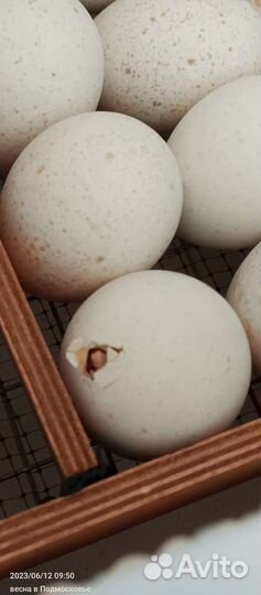 Инкубатор матрица вегас