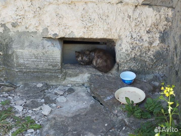 Красивущие котята ищут дом