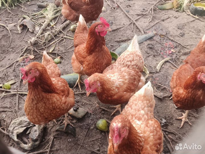 Куры несушки