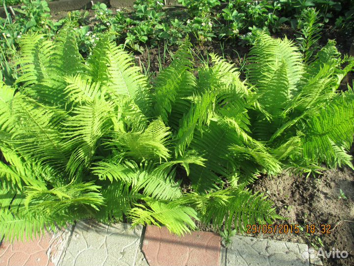 Папоротник