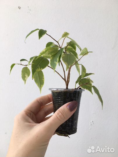 Фикус бенджамина кинки