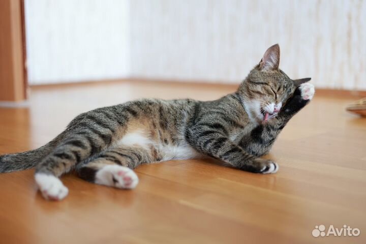 Добрый и весёлый котик ждёт хозяев