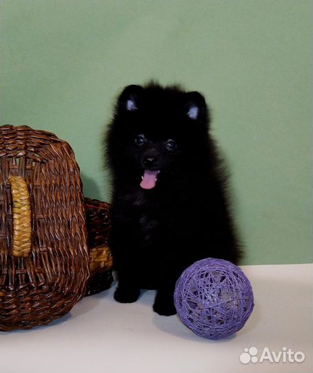 Щенки шпица