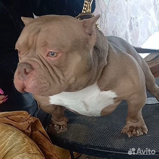 Американские булли экзот и микро