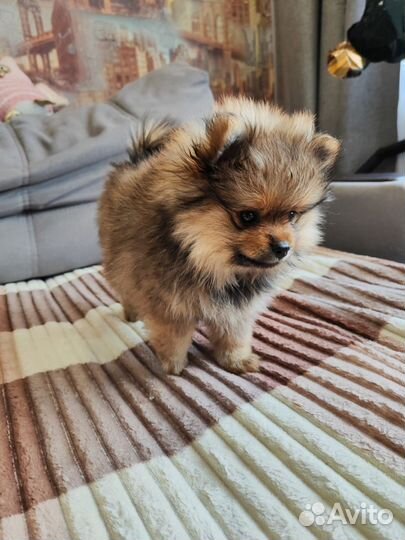 Щенки шпица