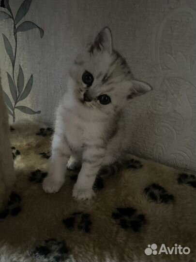 Шотландская