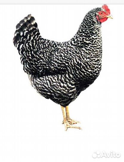 Цыплята суточные несушки ломан Браун