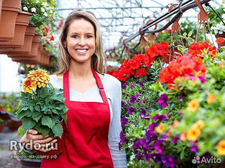 Администратор / Старший продавец