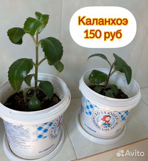 Домашние растения