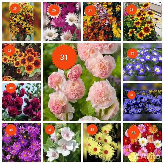 Семена цветов