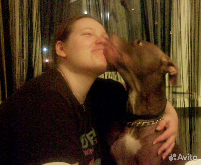 Передержка животных