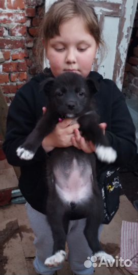 Щенок в добрые руки