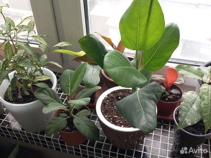 Фикус бенгальский одри