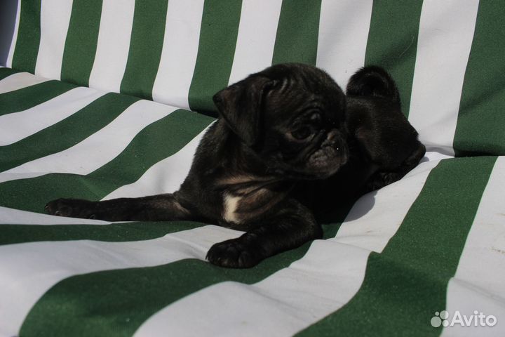 Щенки мопса чёрные