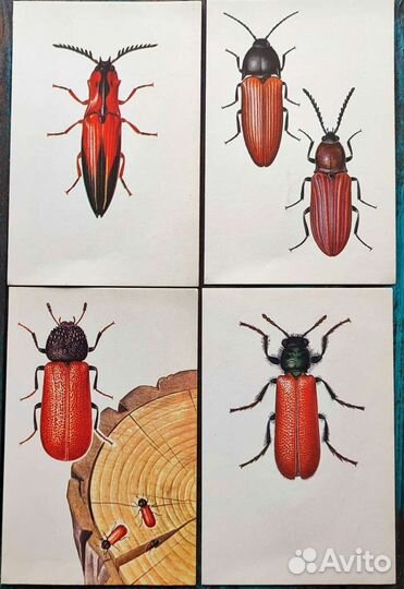 Иллюстрации жуки картинки