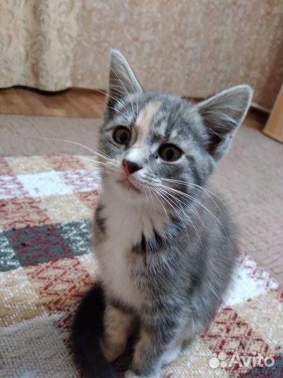 Кошки в добрые руки бесплатно