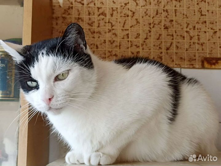 Кошка Сима
