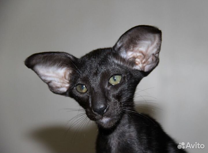 Чёрный бриллиант