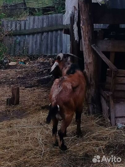 Нубийский козел