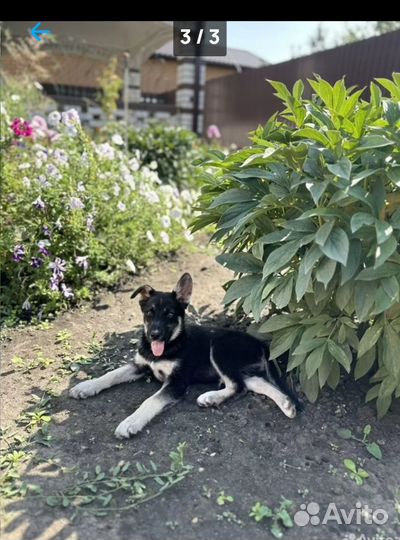 Отдам бесплатно в добрые руки