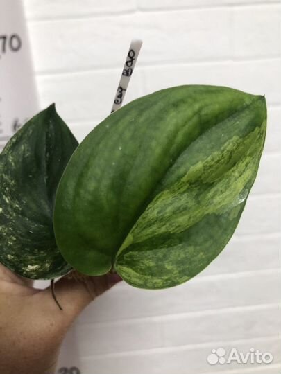 Сциндапсус Жаде сатин вариегатный