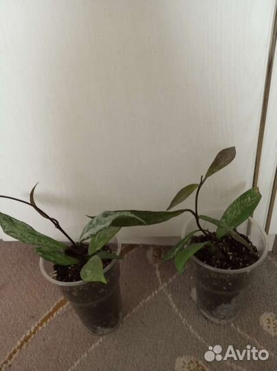 Хойя сигилатис