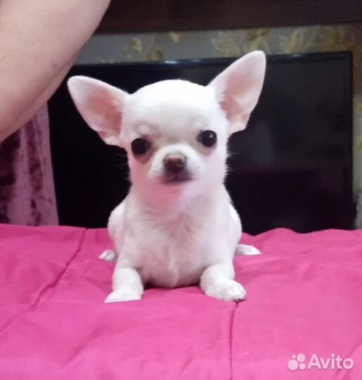 Щенки чихуахуа мини девочки