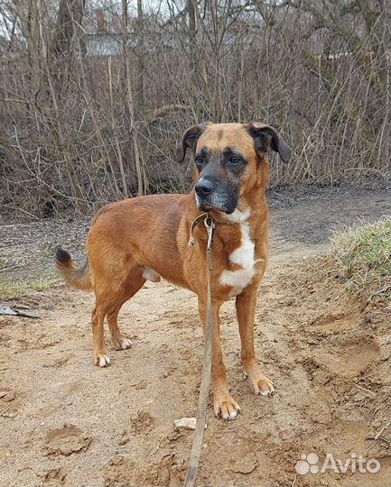 Собака в добрые руки