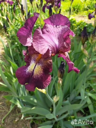 Ирисы Садовые цветы