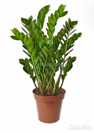 Замиокулькас отростки