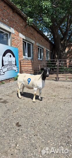 Овцы породы Дорпер