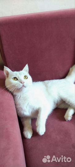 Кошка Британка из приюта. Стерильна. Доставка