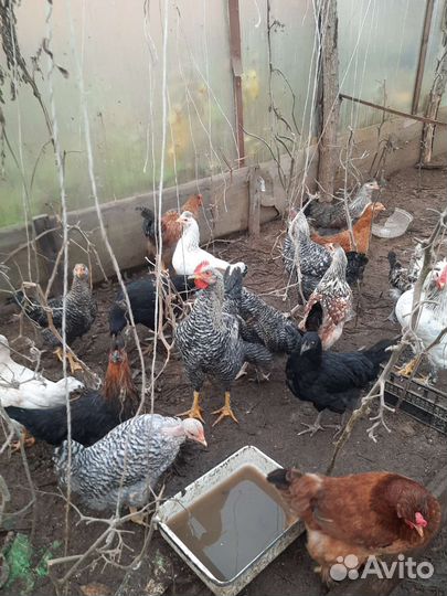 Куры несушки домашние