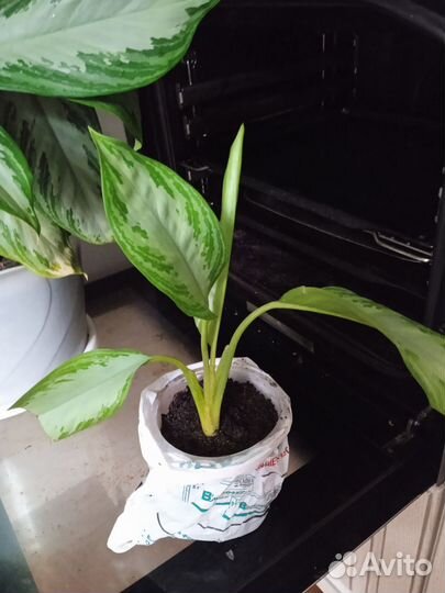 Спатифиллум аглеонема