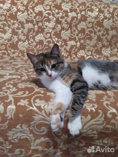 Кошка трехцветная в добрые руки