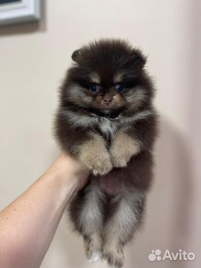 Померанский шпиц тип мишка мини девочка