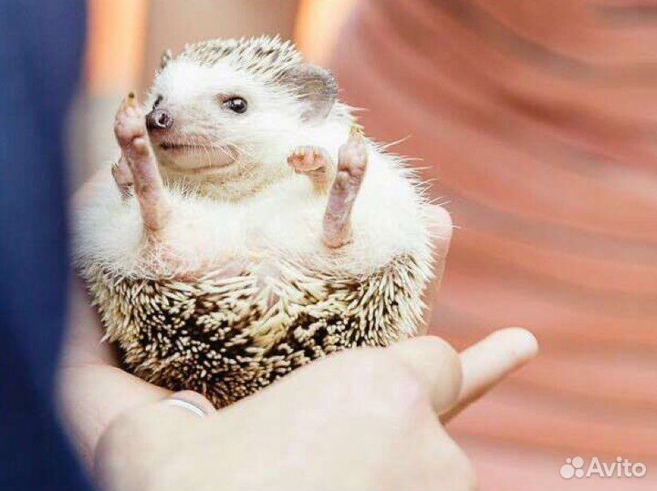 Фокусник в Ростове