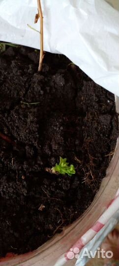 Цветы комнатные и садовые