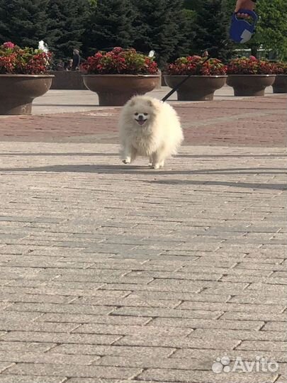 Шпиц белый. Вязка