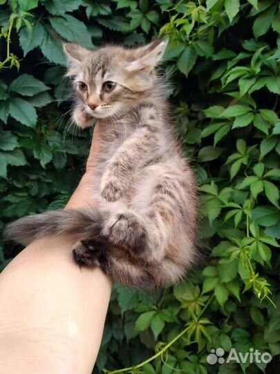 Котята девочки 2,5 месяца с доставкой