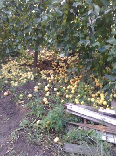 Участок 6 сот. (СНТ, ДНП)