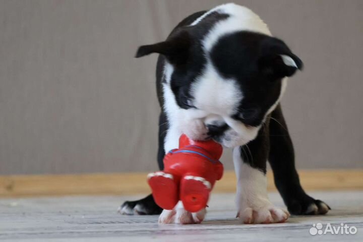 Бостон терьеры