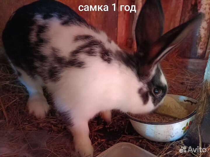 Племенные кролики