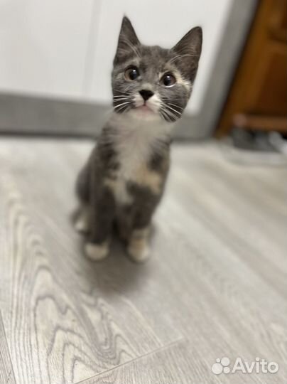 Котенок