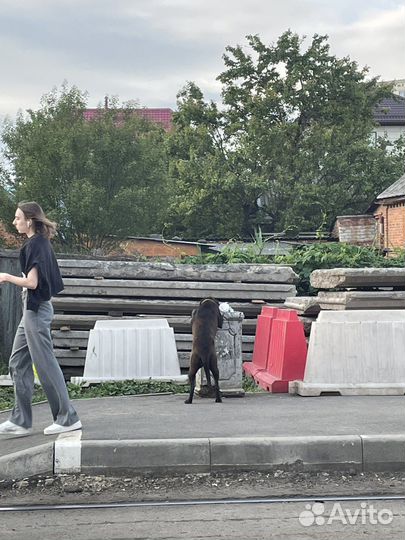 Собака потеряшка