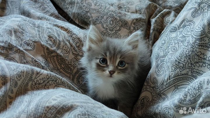 Котята